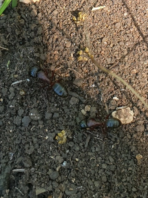Camponotus ligniperda - faodvasító lóhangya