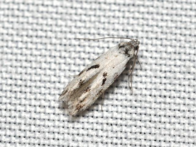 Stenolechiodes pseudogemmellus - molyhostölgyes sarlósmoly