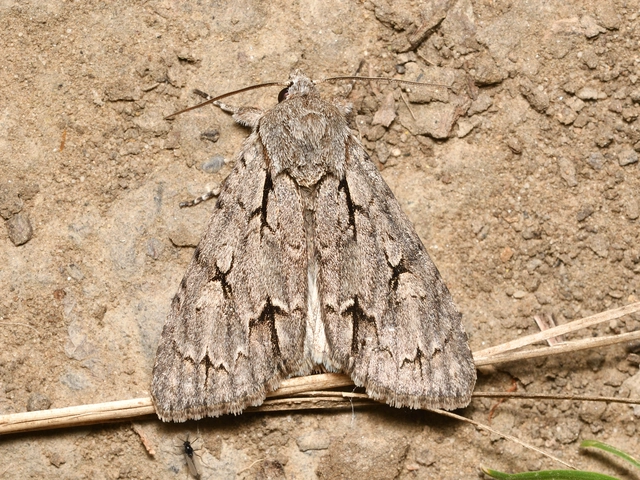 Acronicta psi - pszi-betűs szigonyosbagoly