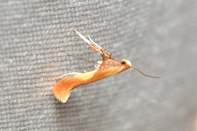 Caloptilia robustella - kerekfoltú keskenymoly