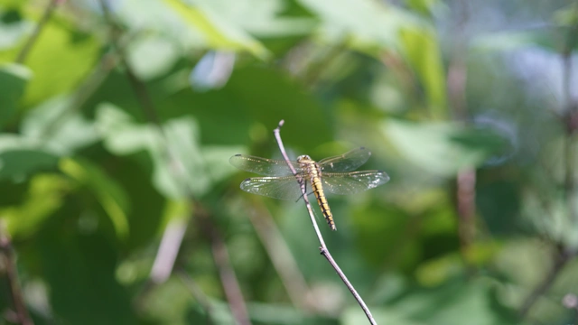 Orthetrum cancellatum - feketefarkú pásztorszitakötő