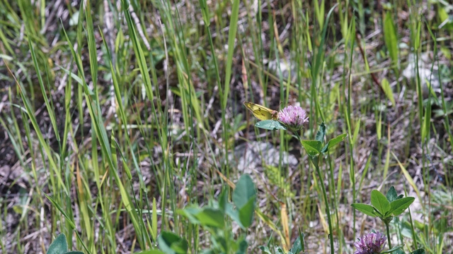 Colias hyale/alfacariensis