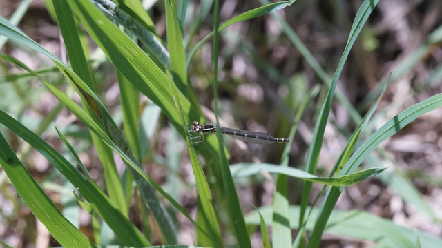 Coenagrion scitulum - mediterrán légivadász