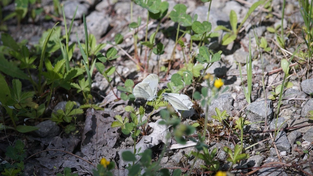 Leptidea sinapis - mustárlepke