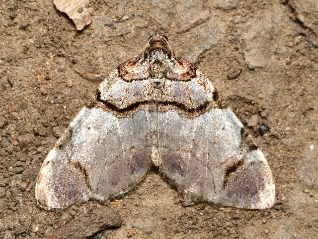 Anticlea derivata - vadrózsa-tarkaaraszoló