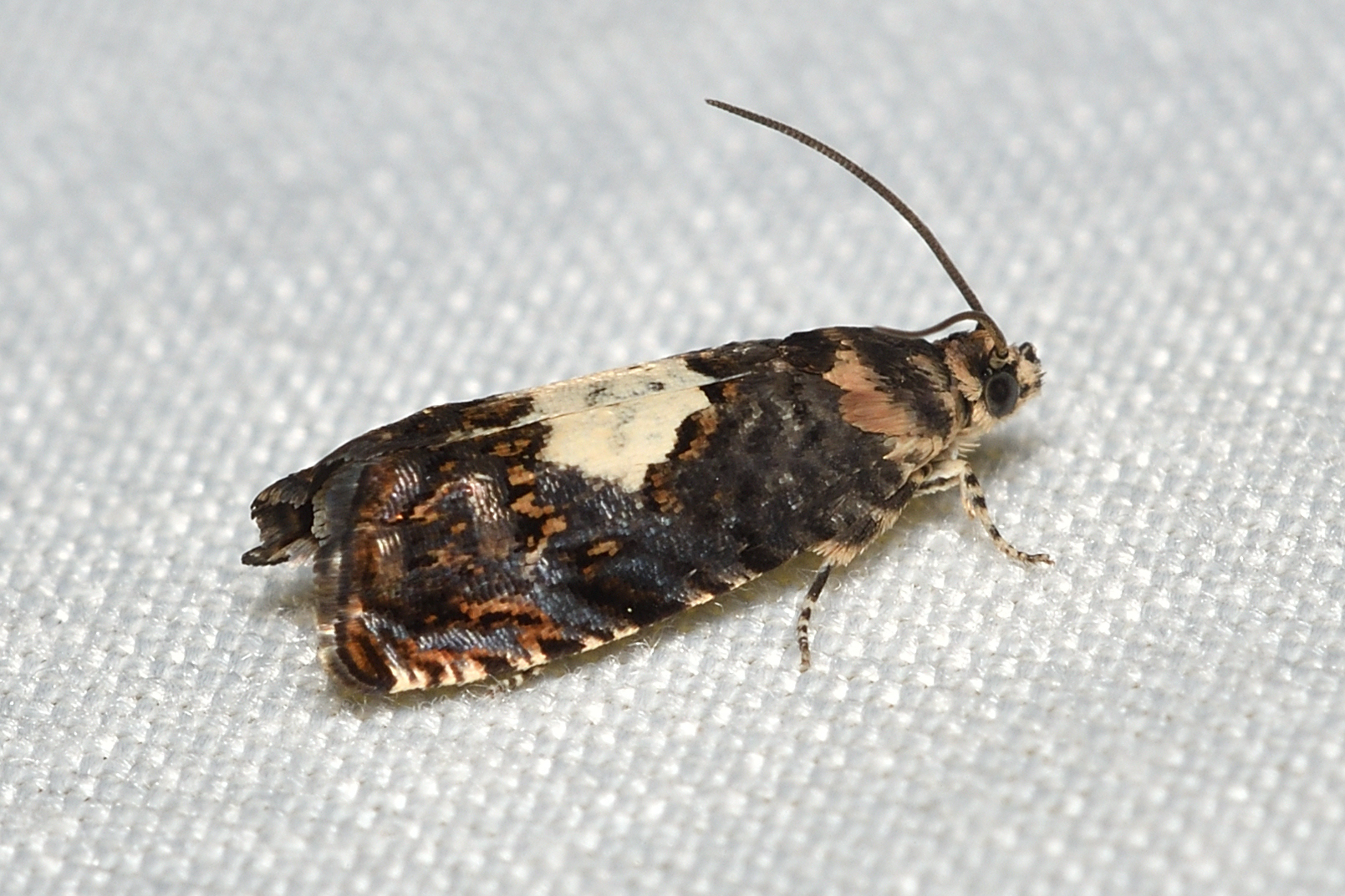 Pammene gallicolana - francia gubacsmoly