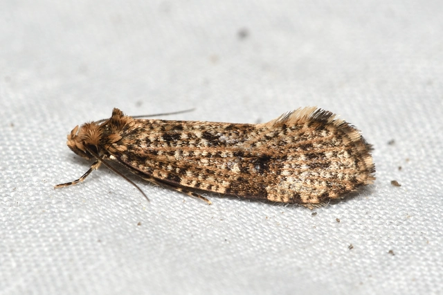 Morophaga choragella - közönséges óriásmoly