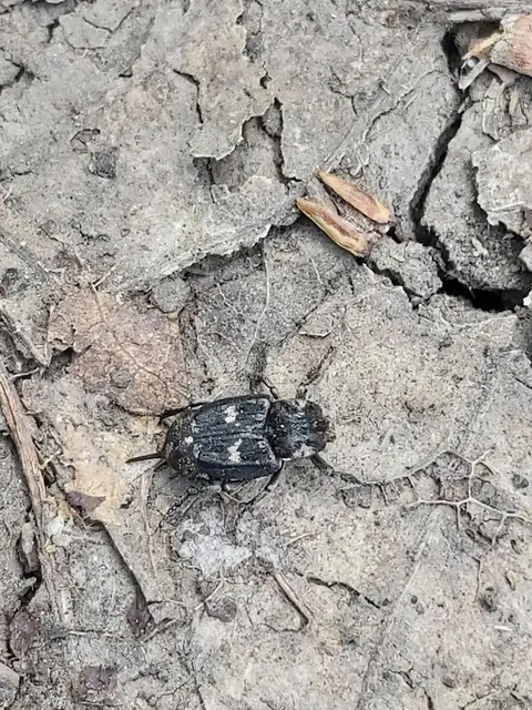 Valgus hemipterus - suta virágbogár