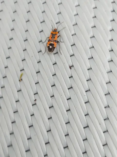 Lygaeus