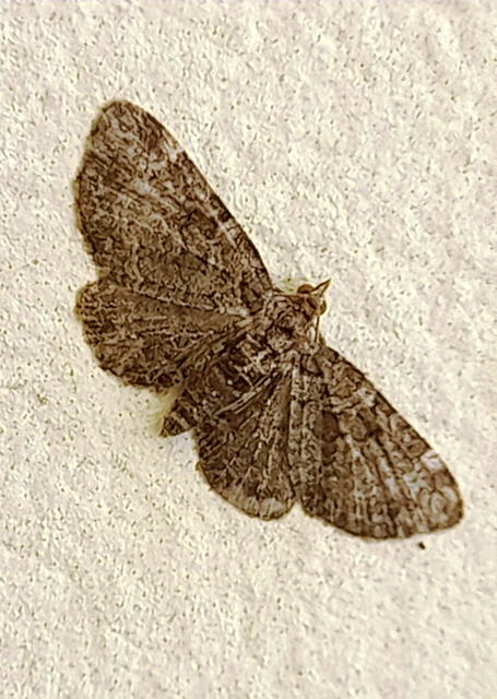 Pasiphila chloerata - hamvas törpearaszoló