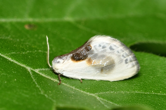 Cilix glaucata - törpe sarlósszövő