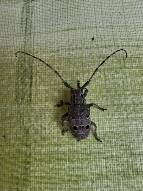 Mesosa curculionoides - szemfoltos cincér Mesosa curculionoides - szemfoltos cincér