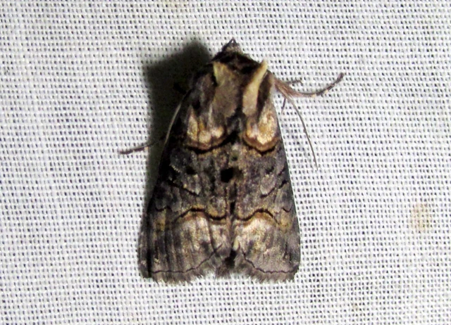 Abrostola asclepiadis - barnaövű csalánbagoly