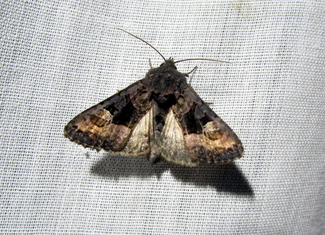 Euplexia lucipara - szeder-csipkésbagoly