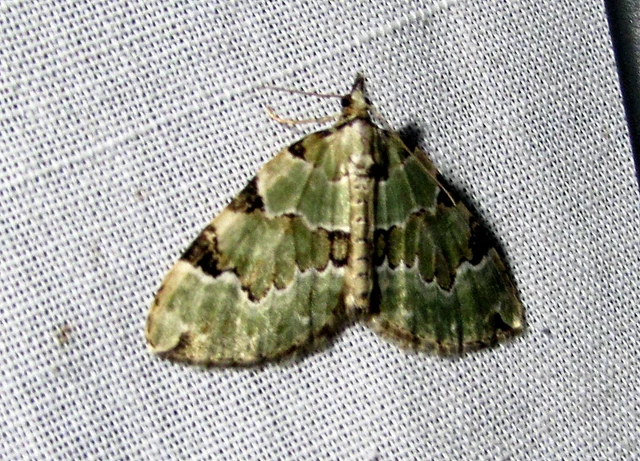 Colostygia pectinataria - zöld levélaraszoló