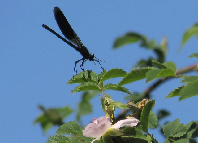 Calopteryx splendens - sávos szitakötő