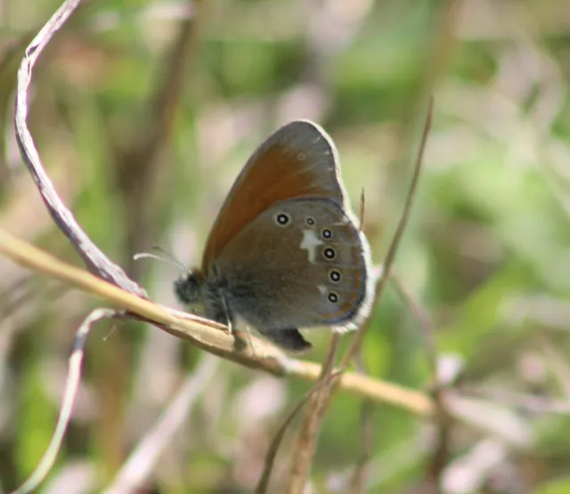 Coenonympha glycerion - közönséges szénalepke