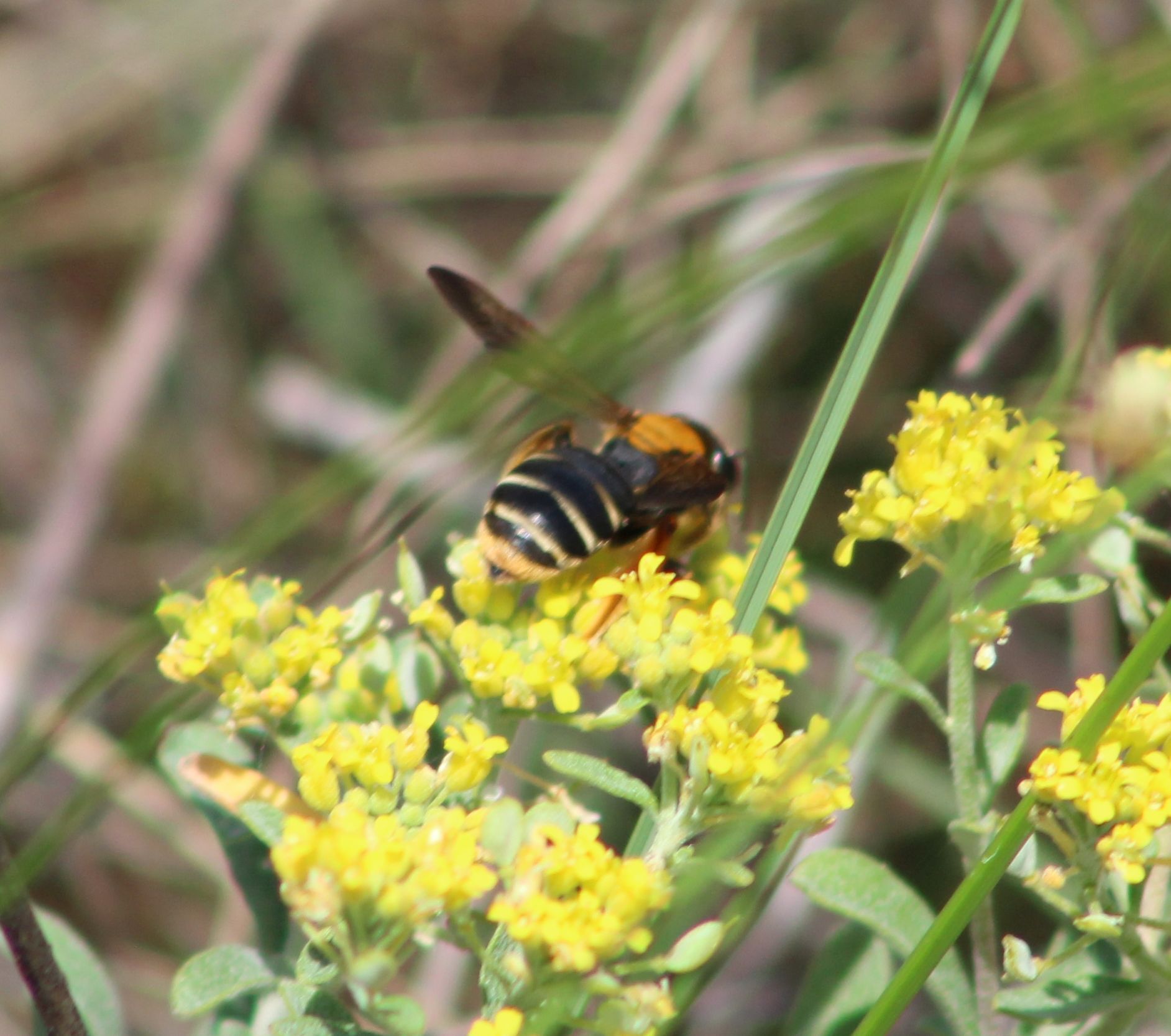 Andrena limbata