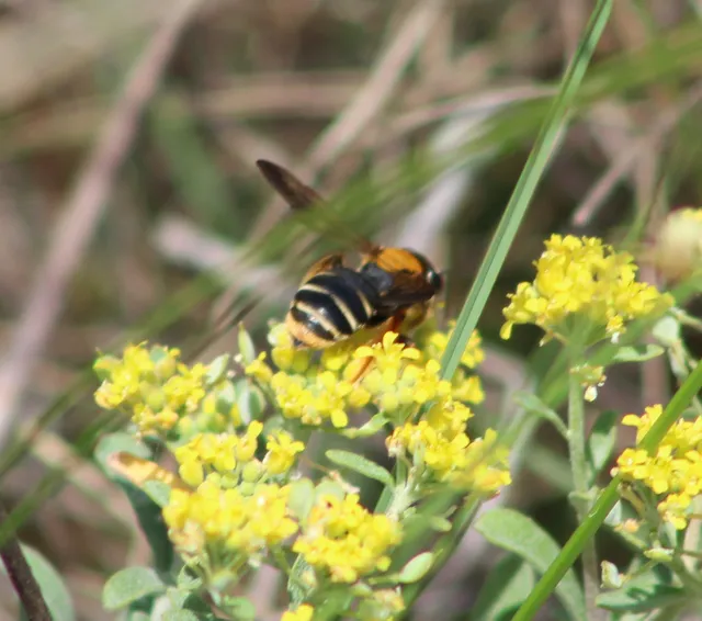 Andrena limbata