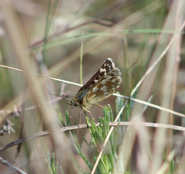 Spialia orbifer - törpe busalepke