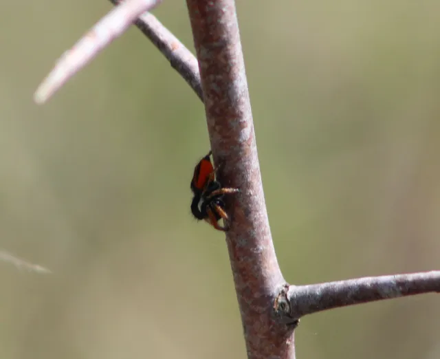 Philaeus chrysops - piros ugrópók