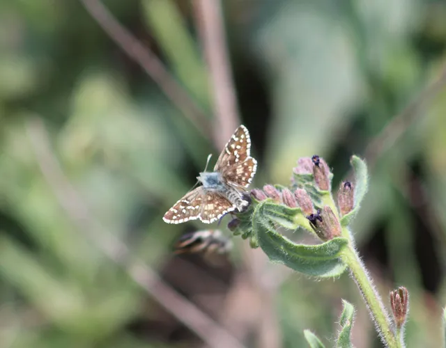 Pyrgus armoricanus - feles busalepke