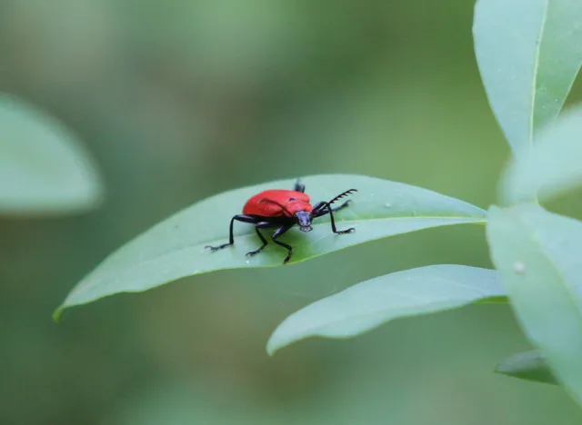 Pyrochroa coccinea - nagy bíborbogár