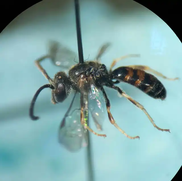 Lasioglossum laticeps