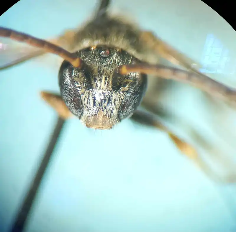 Lasioglossum laticeps