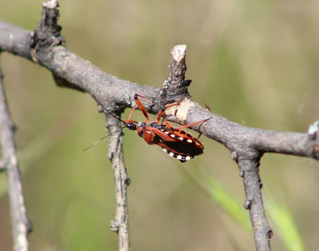 Rhynocoris iracundus - közönséges gyilkospoloska
