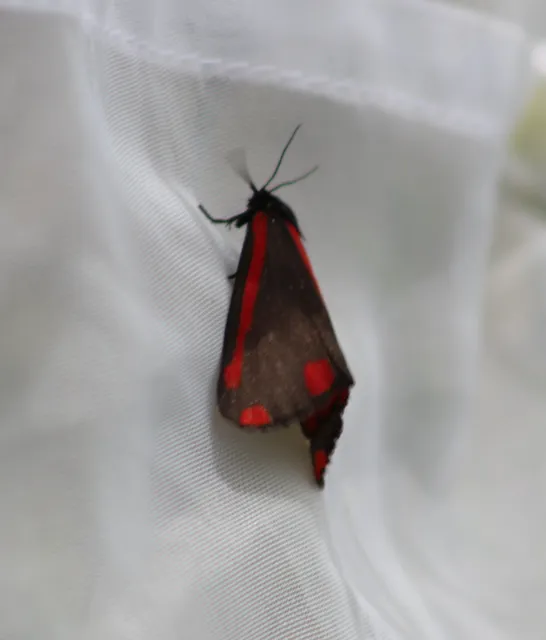 Tyria jacobaeae - jakabfű-medvelepke