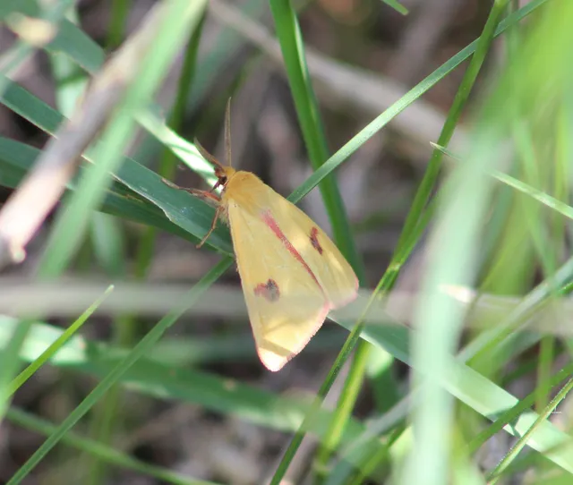 Diacrisia sannio - vörösszélű medvelepke