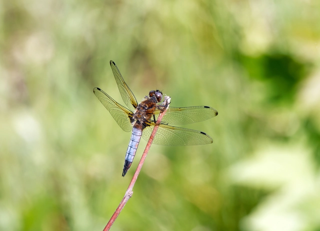 Libellula fulva - kisfoltos laposacsa