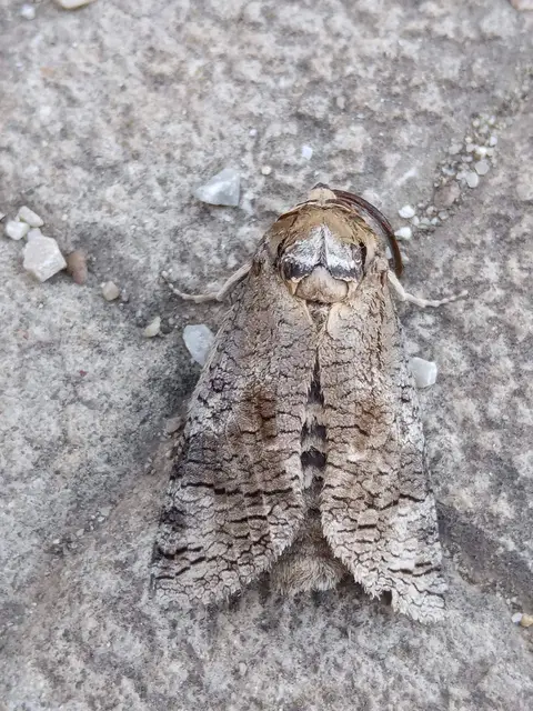 Cossus cossus - fűzfarontólepke