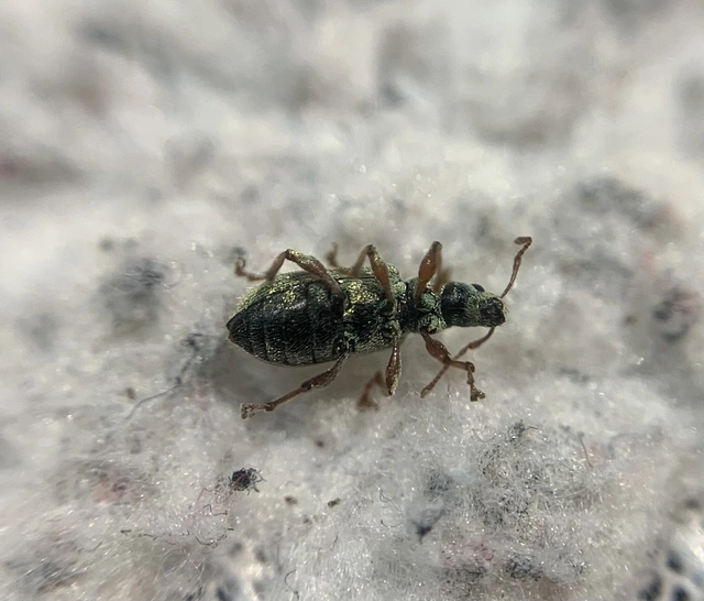 Phyllobius argentatus - ezüstös levélormányos