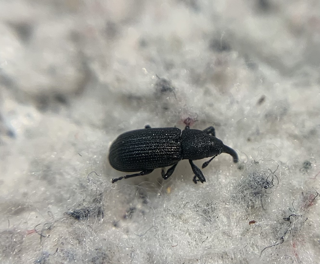 Magdalis linearis