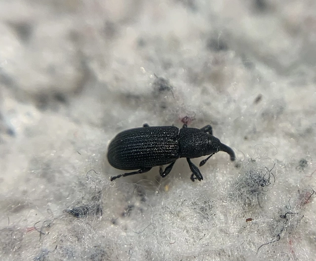 Magdalis linearis - egyenesvállú magdolnaormányos
