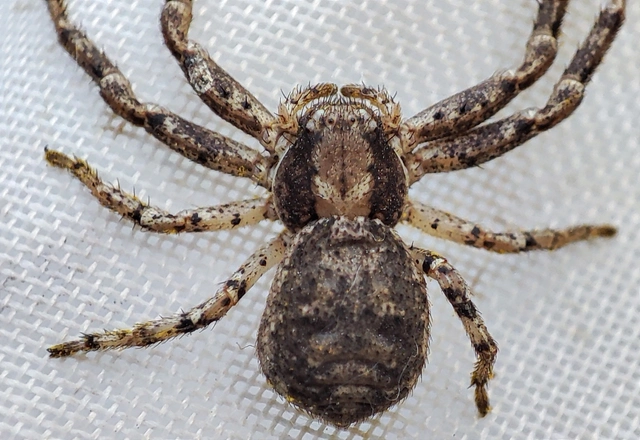 Xysticus