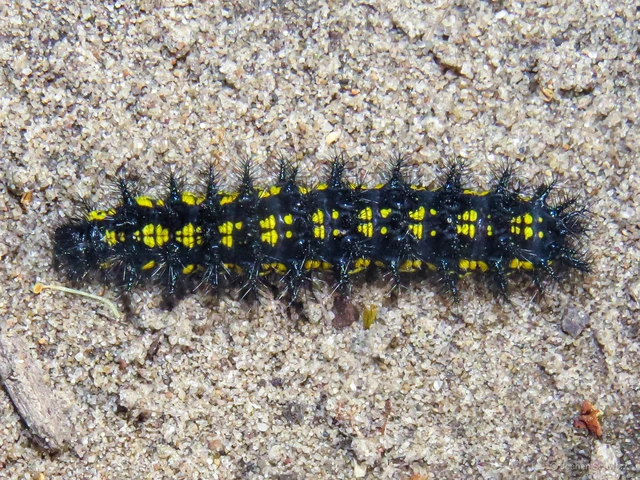 Euphydryas maturna - díszes tarkalepke