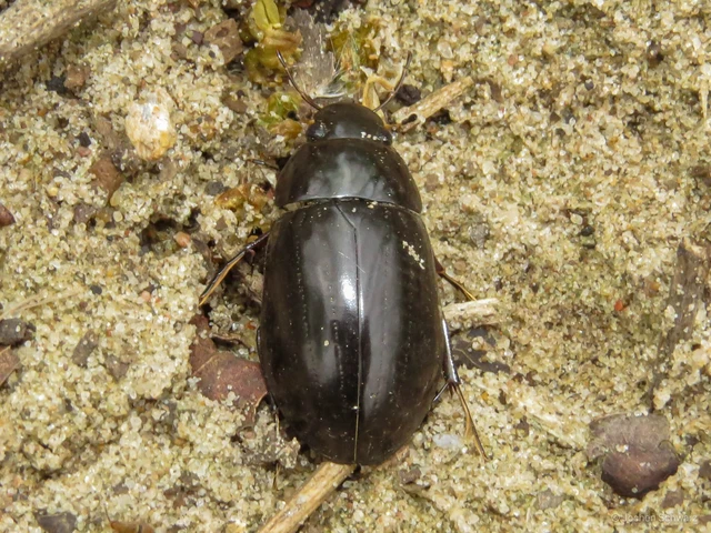 Hydrochara caraboides - kis csibor