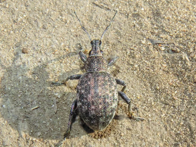 Otiorhynchus ligustici - vincellér-gyalogormányos
