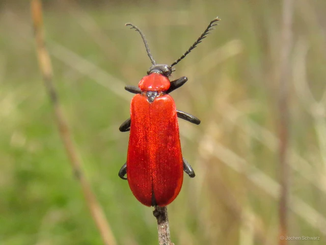 Pyrochroa coccinea - nagy bíborbogár