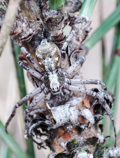 Philodromus
