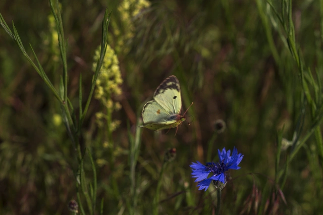 Colias alfacariensis - déli kéneslepke