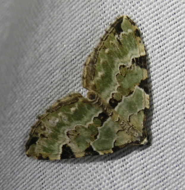 Colostygia pectinataria - zöld levélaraszoló