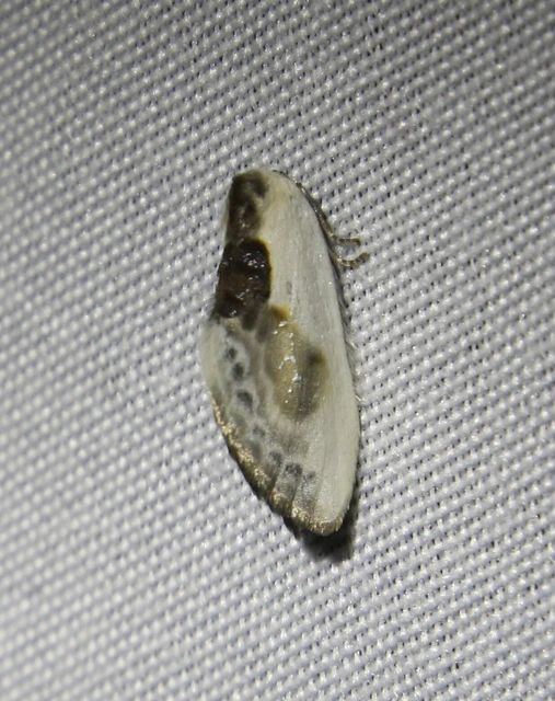 Cilix glaucata - törpe sarlósszövő