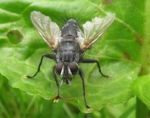 Tachinidae - fürkészlegyek
