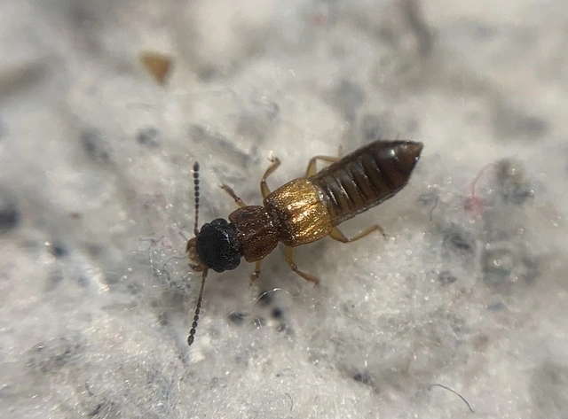 Anotylus rugosus - rovátkáshátú korhóholyva Anotylus rugosus - rovátkáshátú korhóholyva