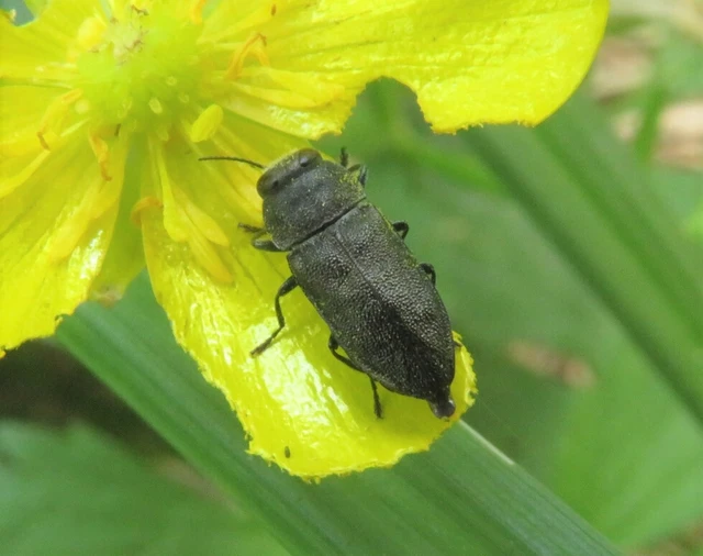 Anthaxia quadripunctata - fekete virágdíszbogár Anthaxia quadripunctata - fekete virágdíszbogár