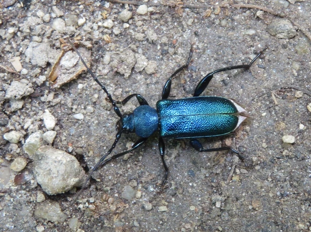 Callidium violaceum - kék korongcincér
